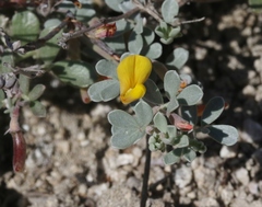 Acmispon argyraeus