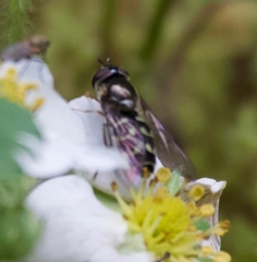 Dasysyrphus intrudens