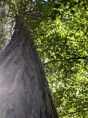 Sequoiadendron giganteum