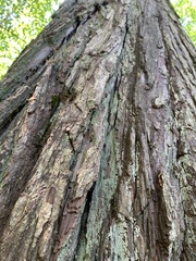 Sequoiadendron giganteum