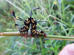 Tinolius eburneigutta