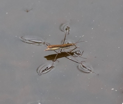 Limnoporus notabilis