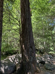 Sequoiadendron giganteum