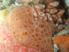 Phorbas fictitius