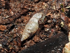 Microceramus kieneri