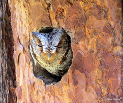 Psiloscops flammeolus