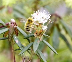 Bombus sitkensis