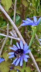 Xylocopa tabaniformis androleuca