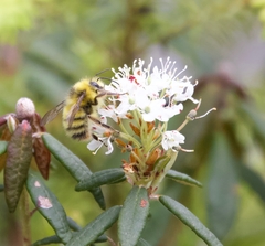 Bombus sitkensis