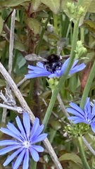 Xylocopa tabaniformis androleuca