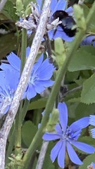 Xylocopa tabaniformis androleuca