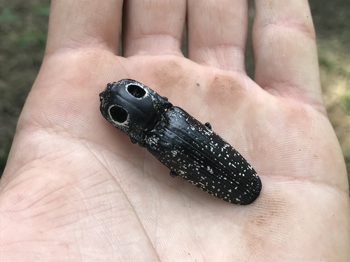 Eyed click beetle