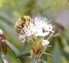 Bombus sitkensis