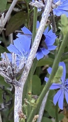 Xylocopa tabaniformis androleuca