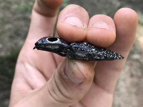 Eastern Eyed Click Beetle photo 3