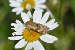 Cryptocala chardinyi