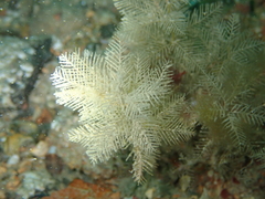 Hydrallmania falcata