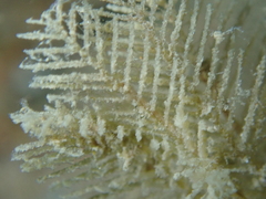 Hydrallmania falcata