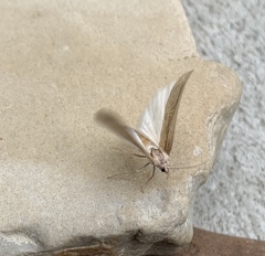 Thopeutis forbesellus