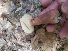 Tylopilus badiceps