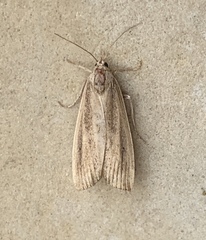 Thopeutis forbesellus