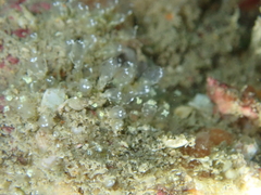 Pycnoclavella aurilucens