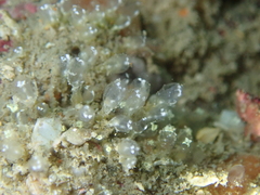 Pycnoclavella aurilucens