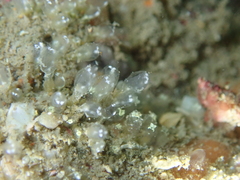 Pycnoclavella aurilucens