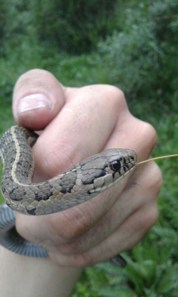 Longtail Alpine Garter Snake From Ocuilan Méx. On June 11, 2017 At 06:17 PM By Jorge Rojas S ...