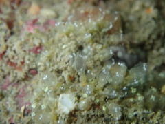 Pycnoclavella aurilucens