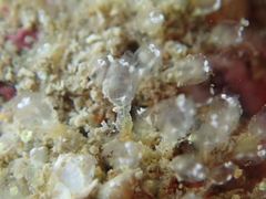Pycnoclavella aurilucens