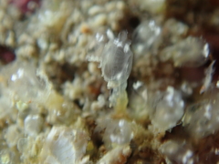 Pycnoclavella aurilucens