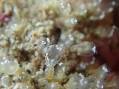 Pycnoclavella aurilucens