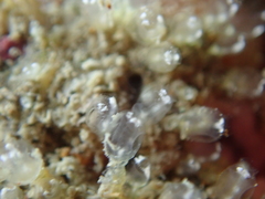 Pycnoclavella aurilucens