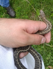 Thamnophis scalaris
