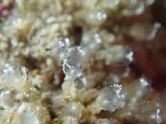 Pycnoclavella aurilucens