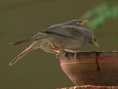 Argya striata