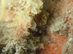 Pycnoclavella aurilucens