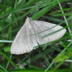 Zanclognatha pedipilalis