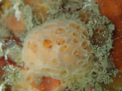 Hemimycale columella