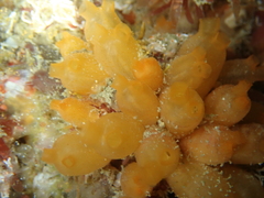 Stolonica socialis