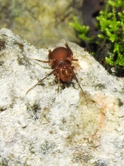 Paramitraceras