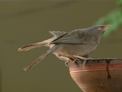 Argya striata