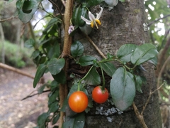 Solanum brevifolium