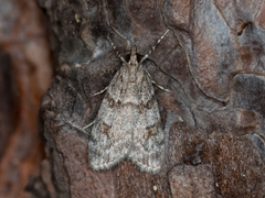 Scoparia subfusca