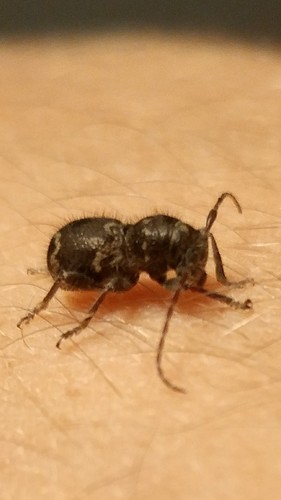 Hairy Borer photo 5