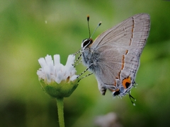 Electrostrymon hugon