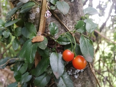 Solanum brevifolium