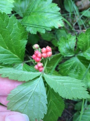 Rubus saxatilis