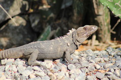 Ctenosaura acanthura